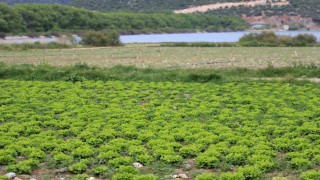 Bursada göl havzasındaki yasa dışı tarıma ilişkin DSİden açıklama