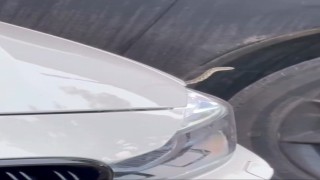 Bursada yılan paniği