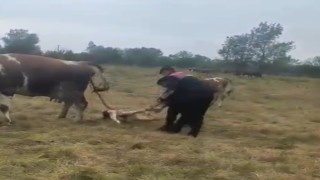 Büyükbaş hayvanın doğumunu jandarma yaptırdı