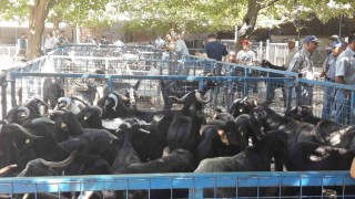 Büyükşehir modern mezbahaları ile Kurban Bayramına hazır