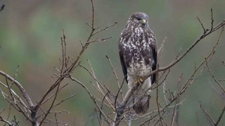 Çadır güme içerisine gizlenerek şahin ve çakalı görüntüledi