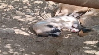 Çalıların arasındaki boşluğa düşen yavru köpekleri itfaiye kurtardı