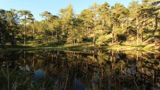 Çam ağaçlarının arasındaki doğal güzellik: Kocagöl