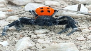 Çanakkalede ender rastlanan bir örümcek türü görüldü
