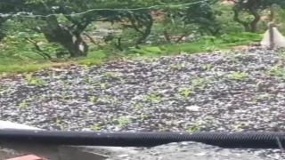 Çay üreticilerine dolu sürprizi