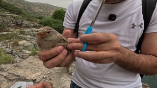 Cehennem Deresinde kum kekliği operasyonu