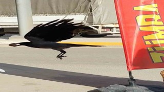 Ceviz çalan karga kameralara yakalandı