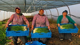 Çiftçilere yüzde 50 hibeli sera desteği