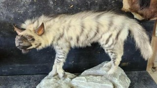 Çizgili sırtlanın tahniti yaptırıldı