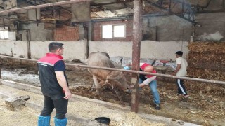 Çorumda hayvan pazarları kapatıldı