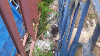 Demir korkuluklara sıkışan köpeği itfaiye ekipleri kurtardı