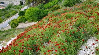 Demircide gelincik çiçeklerinden görsel şölen