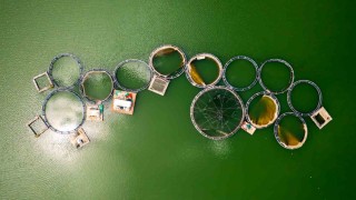 Denizi olmayan Manisadan dünya sofralarına somon ihracatı