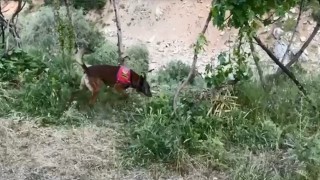 Dere kenarına gizlenmiş esrarı dedektör köpek buldu