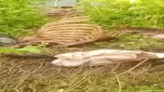 Dere kenarında parçalanmış tek tırnaklı hayvan kemikleri bulundu