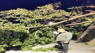 Devrilen dut ağacı mahalleyi ayağa kaldırdı