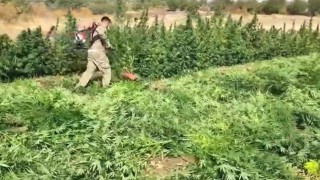 Diyarbakırda 70 ton toz esrar elde edebilecek 3 milyon 476 bin adet kök kenevir ve skunk ele geçirildi: 7 gözaltı