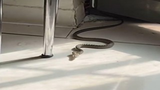 Diyarbakırda mutfağa giren yılanı gören kedi zıpladı