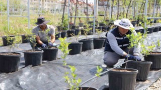 Diyarbakırda yaban mersini ve aronya üretimi için çalışma başlatıldı