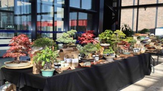 Doğa ve sanat tutkunları bonsai sanatı ile tanıştı
