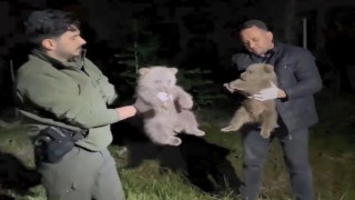 Doğada yalnız bulunan yavru ayılar koruma altına alındı