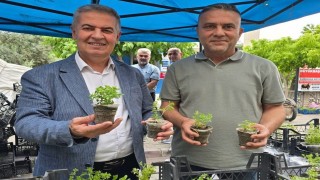 Doğal sivrisinek kovar fesleğenler yoğun ilgi gördü
