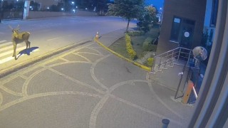 Doğaya salınan kızıl geyikler şehri çok sevdi