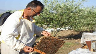 Doktorun annesine bal tavsiyesi hayatını değiştirdi