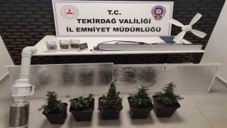 Dolaptan kenevir serası çıktı