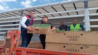 ‘Domates Yetiştiriciliğinin Geliştirilmesi projesi sürüyor