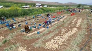 Don ve kuraklığın rekolteyi etkilemediği soğan, tarladan 8 TLden alıcı buluyor