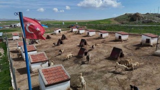 Dünyada eşi benzeri bulunmayan Kangallara Ortadoğu ülkeleri talip oldu