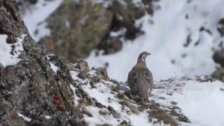 Dünyada nesli tükenmekte olan Ur kekliği İspirde görüntülendi