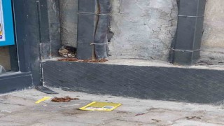 Duvar arasında mahsur kalan kedi, duvarın kırılmasıyla kurtarıldı