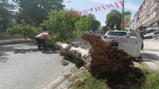 Edirnede devrilen ağaç yolu trafiğe kapattı
