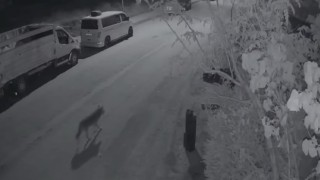 Elazığda aç kalan kurt, şehir merkezine indi