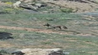 Elazığda doğanın nadir konukları görüntülendi