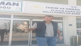 Elazığda yaralı şahin tedavi altına alındı