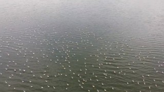 Erçek Gölünün narin misafirleri flamingolar gelmeye başladı