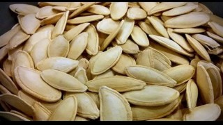 Erciyesin eteklerinde kabak çekirdeği ekim sezonu başladı
