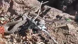 Erek Dağında zehirli radde engereği görüntülendi
