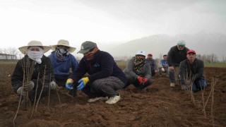 Erzincan bölgenin fidan ihtiyacını karşılıyor