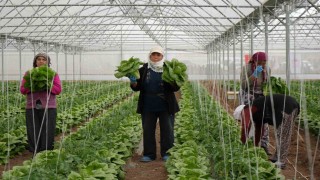 Erzincan seralarında marul hasadı başladı