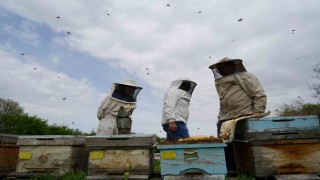 Erzincanda 100 bin üzeri kolonide 1 milyon kilogram bal üretiliyor