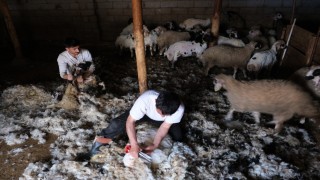 Erzincanda kuzu kırkım sezonu başladı