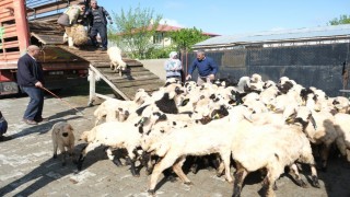 Erzincanda yayla göçü başladı: Şavaklı üreticiler emek yolculuğunda