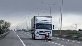 Erzurumda tosun karayoluna çıktı