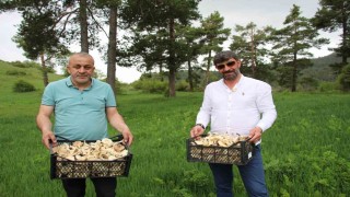 Erzurumda vatandaşlara zehirli mantar uyarısı