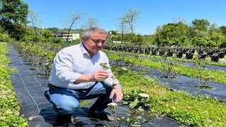 Eski başkanın şifa bahçesi: Siyasi yorgunluğu tıbbi aromatik bitkilerle atıyor