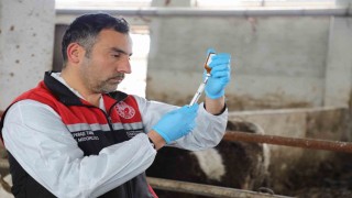 Eskişehirde şap aşılama kampanyası yüzde 100 başarıyla tamamlandı